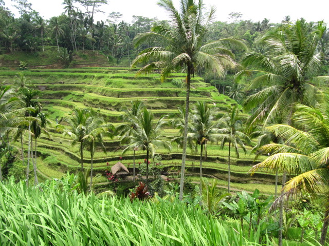 Rice paddies in central Bali